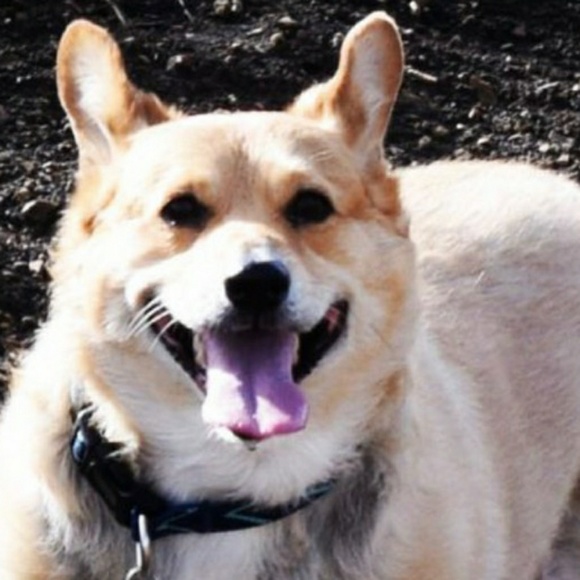 Meet your Posher, Alice - Picture 1 of 2